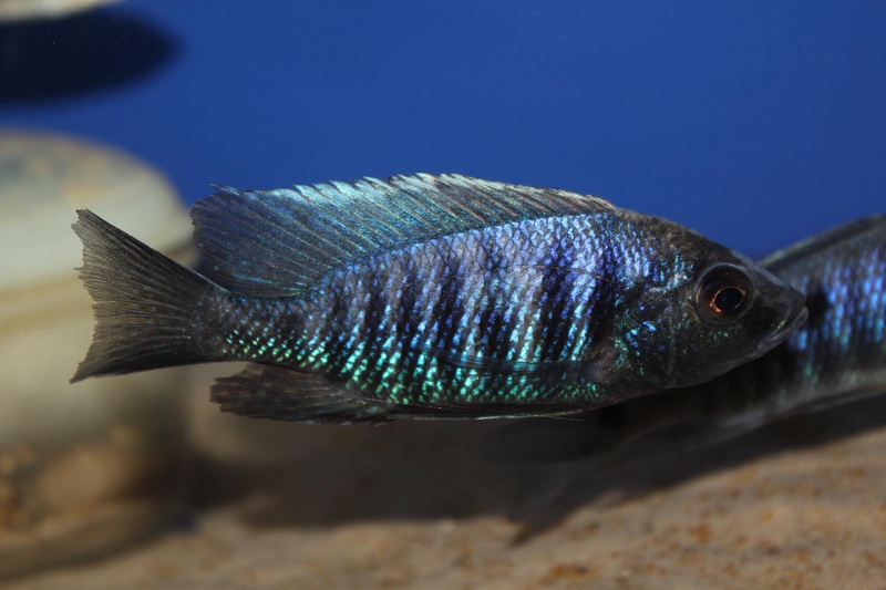 Copadichromis parvus 'Metangula'
